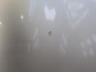 VW Lupo 3L TDI 6E Haube Motorhaube ALU 3L TDI LR7X silber